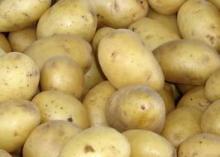 Fresh Bestfoods Potatoes of the best quality cultivated extensively with organic fertilizers.
