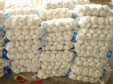 High quality white Garlic