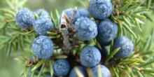  JUNIPER  BERRY OIL
