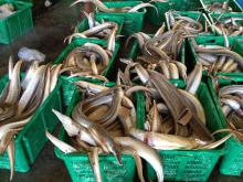 Yellow  Conger   Eel 