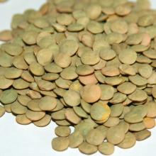 2013 crop green lentil
