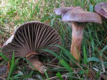 Gomphidius rutilus