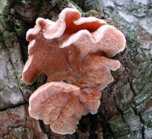 Gloeostereum mushroom