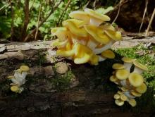 Pleurotus citrinopileatus