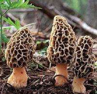 Morchella elata