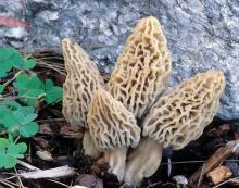Morchella deliciosa-morel