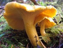  Cantharellus  cibarius