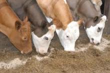 Animal Feed | Meat and Bone Meal | Soybean Meal | YELLOW MAIZE MEAL