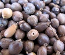  coix   seed 