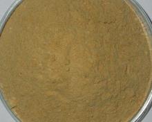 Champignon  Extract  Powder 