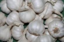 Ly Son Garlic