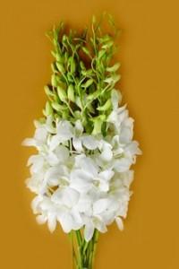 Fresh orchids flower. Fresh cut orchids flower,dendrobium orchid flowers- Lervia White