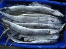 FROZEN Ribbon Fish