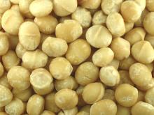 new crop raw macadamia nuts