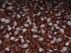 Coconut Powder,Fresh Coconut water, Tender Coconut, Coconut Copra, Coconut Oil, Coconut S