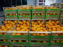 Valencia oranges,Grapes ,Golden / Red onions, Valencia oranges Grade two for orange Juice factories,