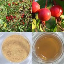 Rose hip Extract , vitamin C, polyphenol