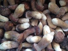2013 New Crop Frozen Boletus Edulis(whole size)