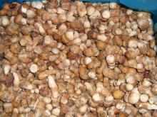 2013 New Crop Frozen Boletus Edulis(Mini whole)