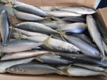 Frozen Pacific Mackerel