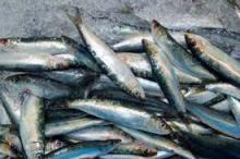 seafood (sardine)