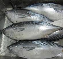 Bonito Tuna