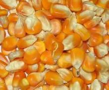 YELLOW CORN(MAIZE)