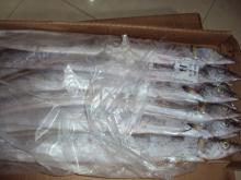 Whole Round Frozen Ribbonfish