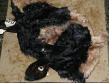 Sell Wet Salted Cow Skin