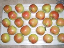 shannxi gala apple