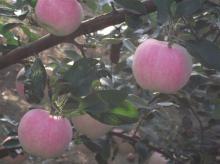 new gala apple 20kg carton packing