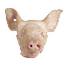 Frozen Pork heads