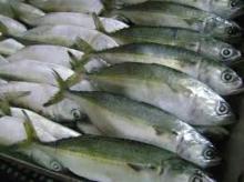 Frozen Spanish Mackerel