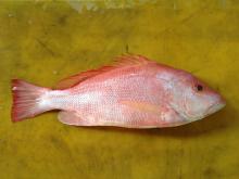 Red Snapper (Malabar Blood Snapper)