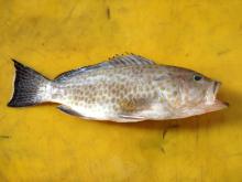  Spotted   Grouper  / Areolate  Grouper 