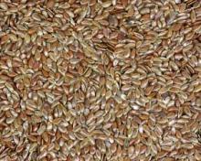 NATURAL  LINSEED /  FLAX   SEED 