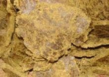Cotton seed Cake