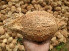 Fresh Semi Husked Coconut