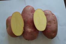 Fresh  Red  Potato