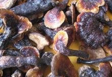 Reishi