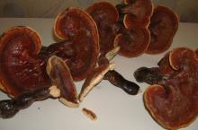  Ganoderma 