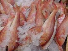 Frozen Red Mullet