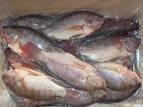 Frozen Tilapia