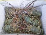 Live Flower Lobster