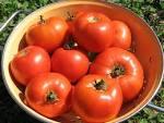 fresh tomatoes