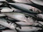 frozen mackerel