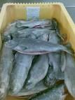  frozen   trout  fish