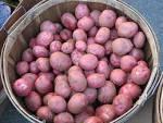  Red  Potato