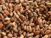  COCOA   BEANS   ORGANIC 