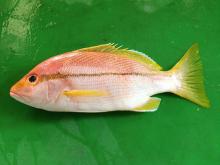 Brown Striped  Snapper 